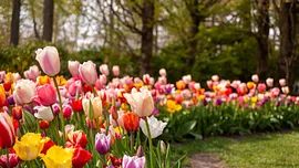 Maak van je tuin een lentekleurenpracht: plant bloembollen in de herfst